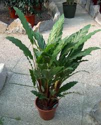 Furry Feather Calathea